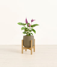 Load image into Gallery viewer, Olive stand:bamboo