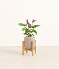 Load image into Gallery viewer, Eternal Gray stand:bamboo