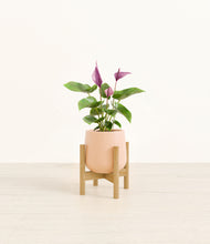 Load image into Gallery viewer, Gentle Pink stand:bamboo