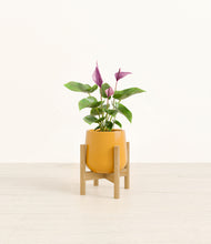 Load image into Gallery viewer, Mustard stand:bamboo