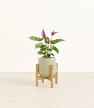 Load image into Gallery viewer, Turquoise stand:bamboo