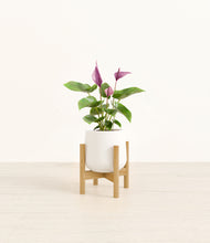 Load image into Gallery viewer, White stand:bamboo