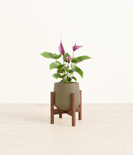 Load image into Gallery viewer, Olive stand:walnut