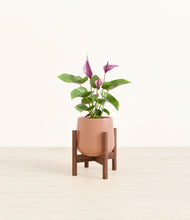 Load image into Gallery viewer, Calm Rose stand:walnut