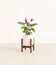 Load image into Gallery viewer, White stand:walnut