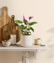 Load image into Gallery viewer, White