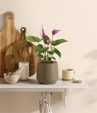 Load image into Gallery viewer, Olive