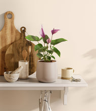 Load image into Gallery viewer, Eternal Gray