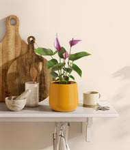 Load image into Gallery viewer, Mustard