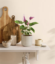 Load image into Gallery viewer, Cotton White