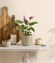 Load image into Gallery viewer, Sage Green