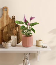 Load image into Gallery viewer, Striped Rose Pink