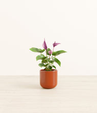 Load image into Gallery viewer, Glossy Red*****Profile