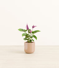 Load image into Gallery viewer, Glossy Pink*****Profile