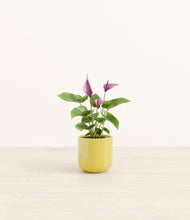 Load image into Gallery viewer, Key Lime Yellow*****Profile