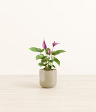 Load image into Gallery viewer, Sage Green*****Profile