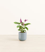 Load image into Gallery viewer, Misty Blue*****Profile