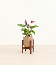 Load image into Gallery viewer, Striped Peach Pink stand:walnut