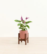 Load image into Gallery viewer, Hammered Rose Pink stand:walnut