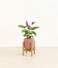 Load image into Gallery viewer, Striped Rose Pink stand:bamboo
