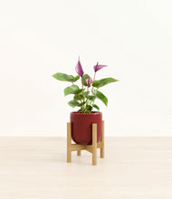 Load image into Gallery viewer, Striped Cherry Red stand:bamboo