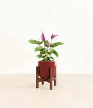 Load image into Gallery viewer, Striped Cherry Red stand:walnut
