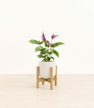 Load image into Gallery viewer, Cotton White stand:bamboo
