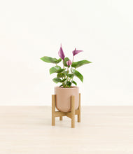 Load image into Gallery viewer, Glossy Pink stand:bamboo