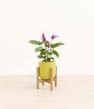 Load image into Gallery viewer, Key Lime Yellow stand:bamboo