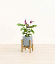 Load image into Gallery viewer, Misty Blue stand:bamboo