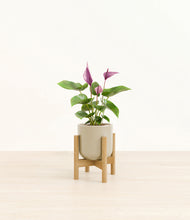 Load image into Gallery viewer, Sage Green stand:bamboo