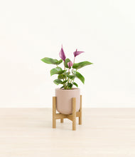 Load image into Gallery viewer, Sandy Pink stand:bamboo