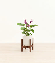 Load image into Gallery viewer, Cotton White stand:walnut