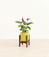 Load image into Gallery viewer, Key Lime Yellow stand:walnut