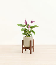 Load image into Gallery viewer, Sage Green stand:walnut