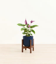 Load image into Gallery viewer, Twilight Blue stand:walnut