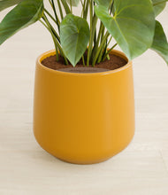 Load image into Gallery viewer, Mustard stand:all