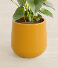 Load image into Gallery viewer, Mustard stand:all