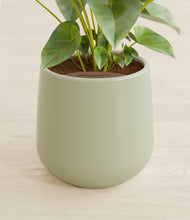 Load image into Gallery viewer, Turquoise stand:all