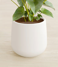 Load image into Gallery viewer, White stand:all