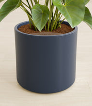 Load image into Gallery viewer, Deep Navy stand:all