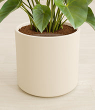 Load image into Gallery viewer, Cream stand:all