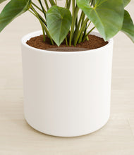 Load image into Gallery viewer, White stand:all