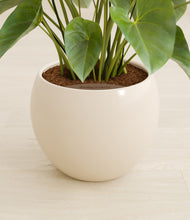 Load image into Gallery viewer, Shiny EggWhite stand:all