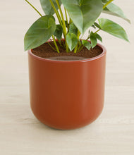 Load image into Gallery viewer, Earth Red stand:all