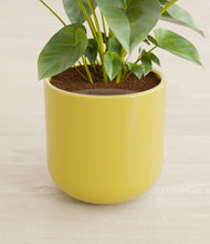 Load image into Gallery viewer, Key Lime Yellow stand:all