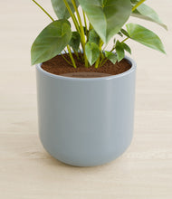 Load image into Gallery viewer, Misty Blue stand:all