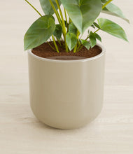 Load image into Gallery viewer, Sage Green stand:all