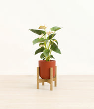 Load image into Gallery viewer, Earth Red stand:bamboo