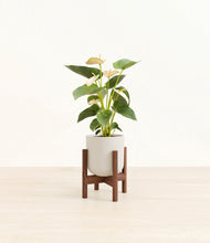 Load image into Gallery viewer, Natural Bamboo stand:walnut